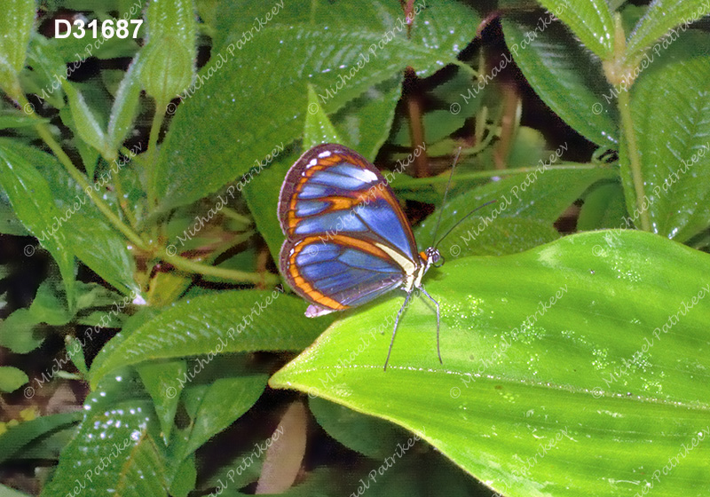 Agnosia Glasswing (Ithomia agnosia)